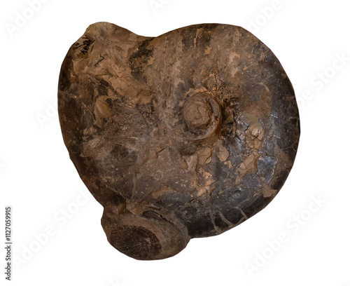 fossil of ammonite in the stone on white, isolated photo