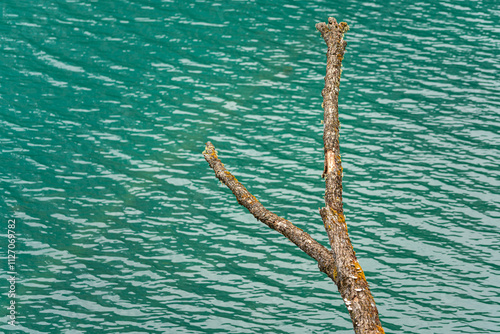 A wooden timber in turquoise colorful clearly crystal lagoon at the Jiuzhaigou valley, the most famous natural place of UNESCO heritage site in  Chengdu - China.