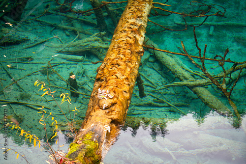A wooden timber in turquoise colorful clearly crystal lagoon at the Jiuzhaigou valley, the most famous natural place of UNESCO heritage site in  Chengdu - China.
