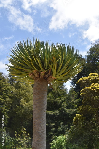 The lush plants and flowers of the Golden Gate State Park in San Francisco, California photo