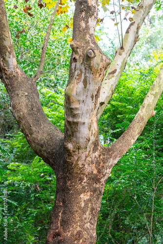 A beautiful shape of hardwood tree with greenery background of the rainforest environment. Nature scene photo, close-up.