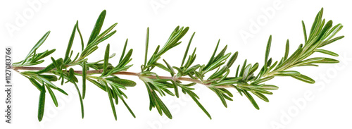 PNG Rosemary rosemary herbal leaves