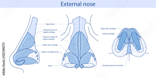 Cartilages of the external nose flat vector illustration