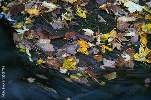 Obraz na plátně Autumn leaves on the ground on rocks beside small brook