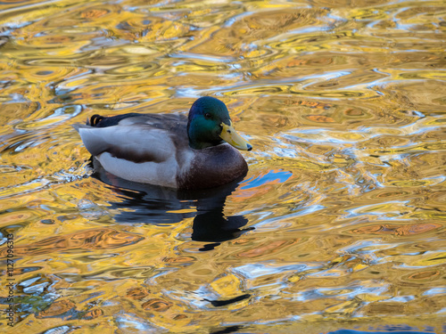 duck in water with reflections photo