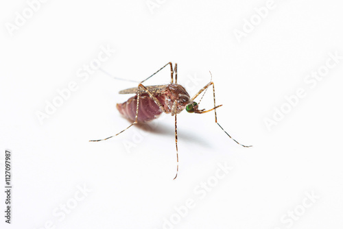 Close-up of a female mosquito -culex tarsalis with blood top view isolated in white background. Mosquitoes spread diseases by sucking blood from their victims concept. photo