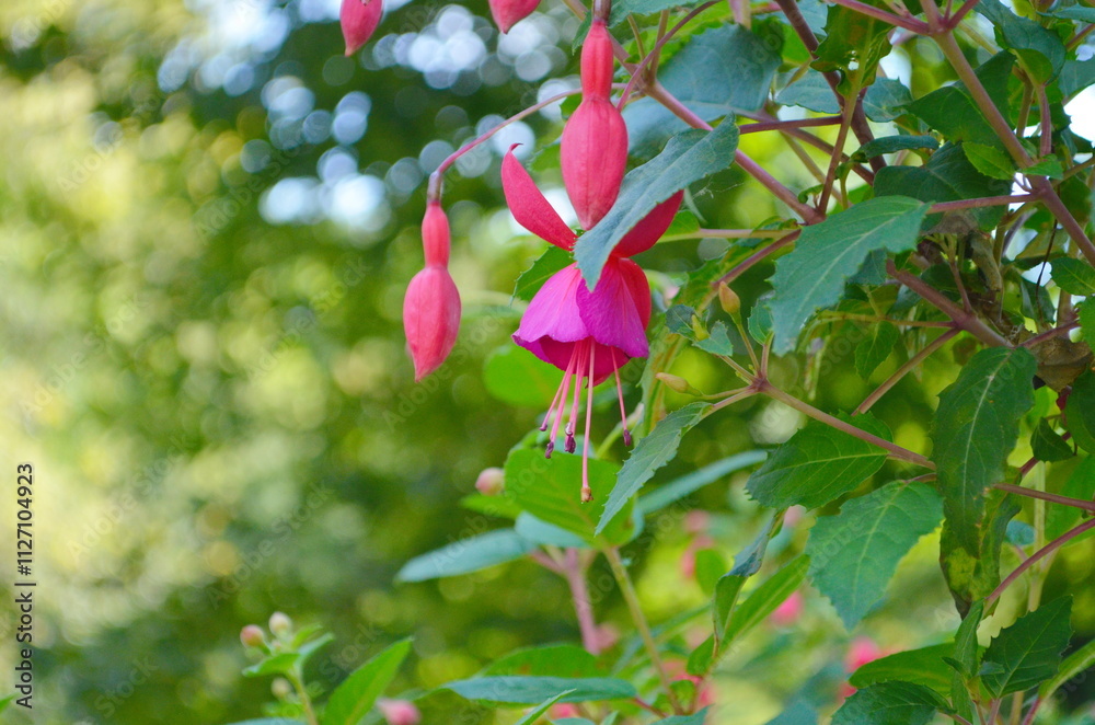 Selective focus of Fuchsia magellanica.Hummingbird fuchsia or hardy fuchsia is a species of flowering plant . Floral background. Selective focus of Fuchsia magellanica.Hummingbird fuchsia or hardy fuchsia is a species of flowering plant . Floral background.