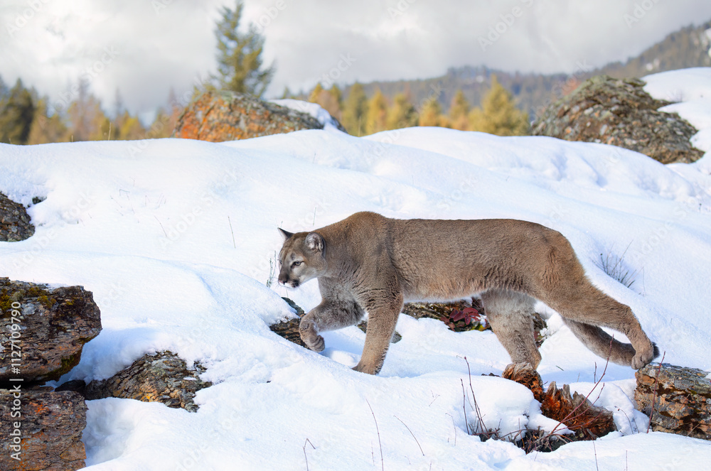 Fototapeta premium Cougar or Mountain lion (Puma concolor) walking through the mountains in the winter snow.