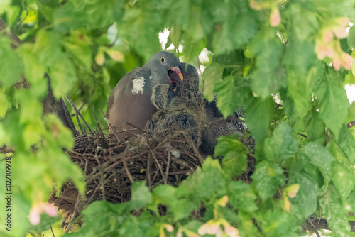 Ringeltaube sitzt mit ihren zwei Küken im Nest und füttert sie mit Kropfmilch