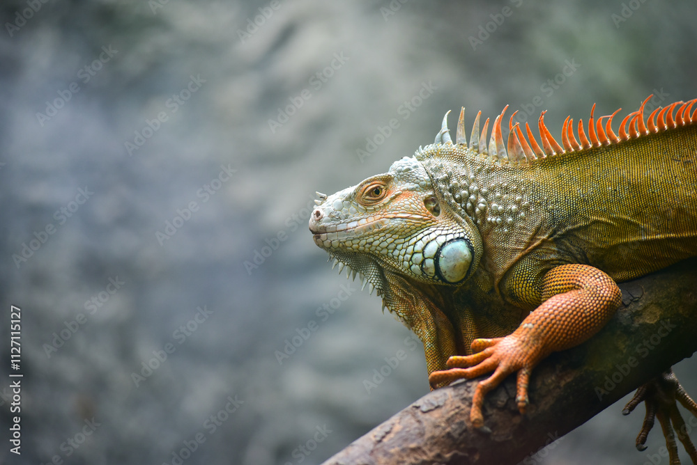 Fototapeta premium A lizard is sitting on a branch