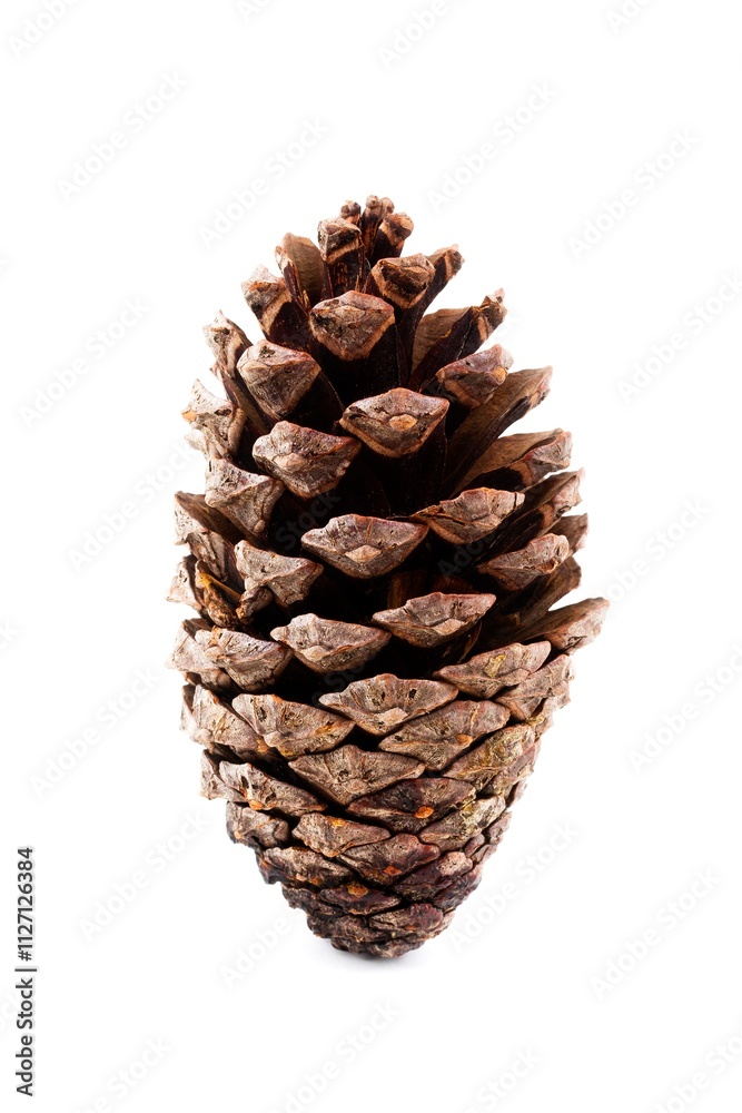 pine cone isolated on white pine cone isolated on white