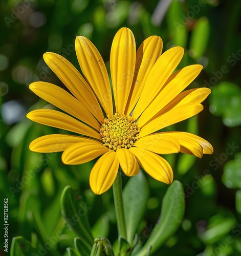 Close-Up of Yellow Dahlia Flower  and Lush Green Leaves