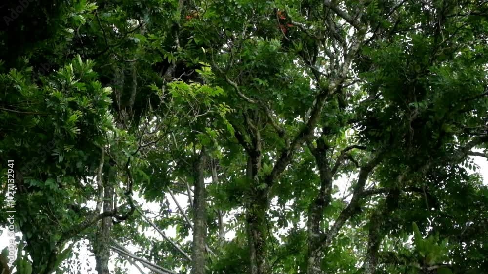 Trees and leaves in the forest sway quickly in the wind. Lush leaves. View of the forest. Real time raw video no edit Trees and leaves in the forest sway quickly in the wind. Lush leaves. View of the forest. Real time raw video no edit