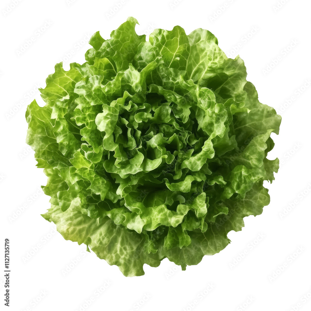 a green lettuce head 3d render icon isolated on transparent background cutout a green lettuce head 3d render icon isolated on transparent background cutout