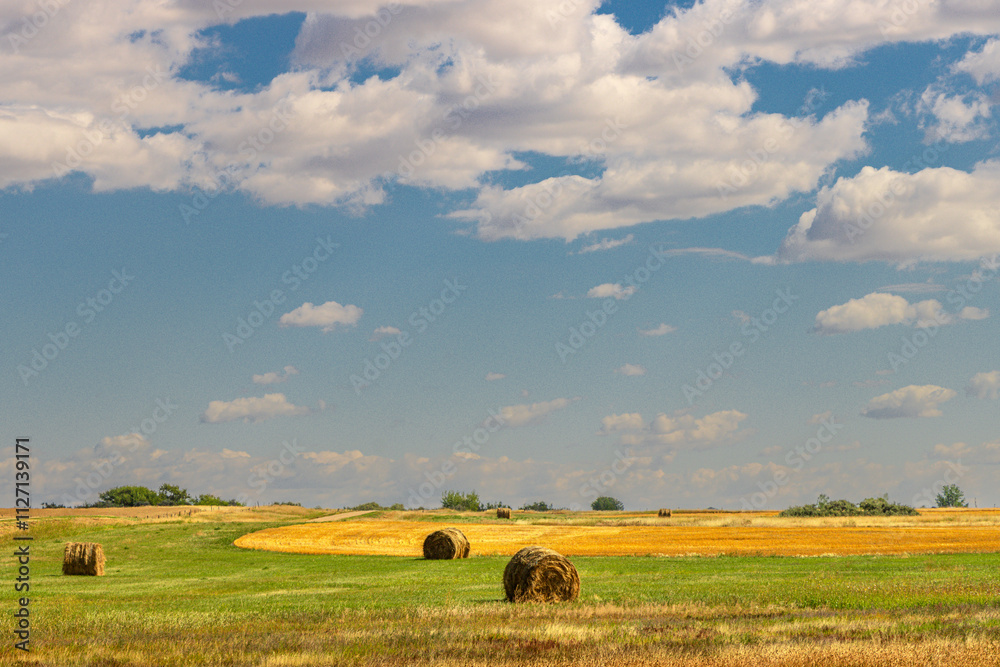 Fototapeta premium Hay bales in a Saskatchewan field