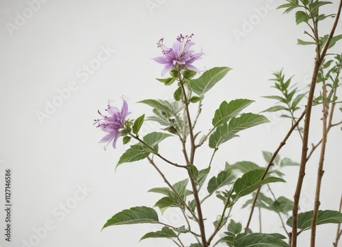 Wallpaper Mural Close-up shot of withania somnifera plant on white background, herbal medicine, health supplement, withania somnifera Torontodigital.ca