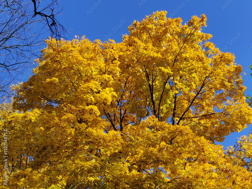 Yellow maple tree in autumn season with blue sky background Yellow maple tree in autumn season with blue sky background