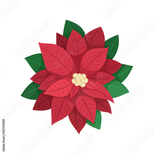 Winter flower Poinsettia or Christmas star illustration with green leaves