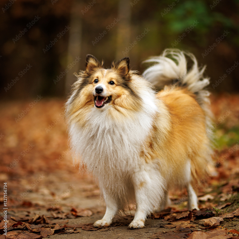 A joyful and happy collie enjoying the beautiful autumn forest setting during the sunny day A joyful and happy collie enjoying the beautiful autumn forest setting during the sunny day