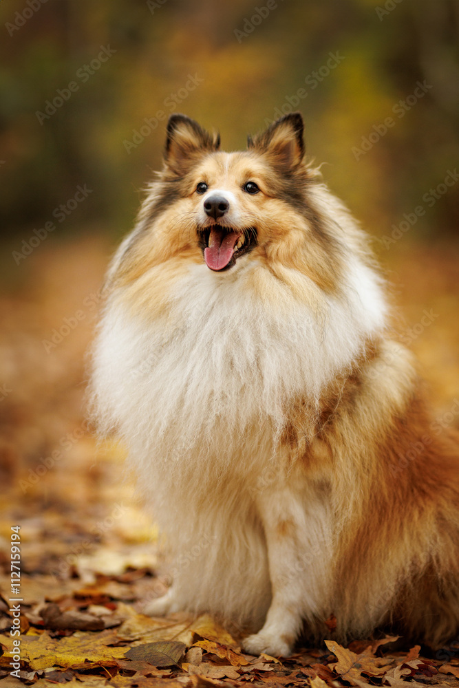 A Happy Shetland Sheepdog in Colorful Autumn Leaves on a Scenic Landscape A Happy Shetland Sheepdog in Colorful Autumn Leaves on a Scenic Landscape
