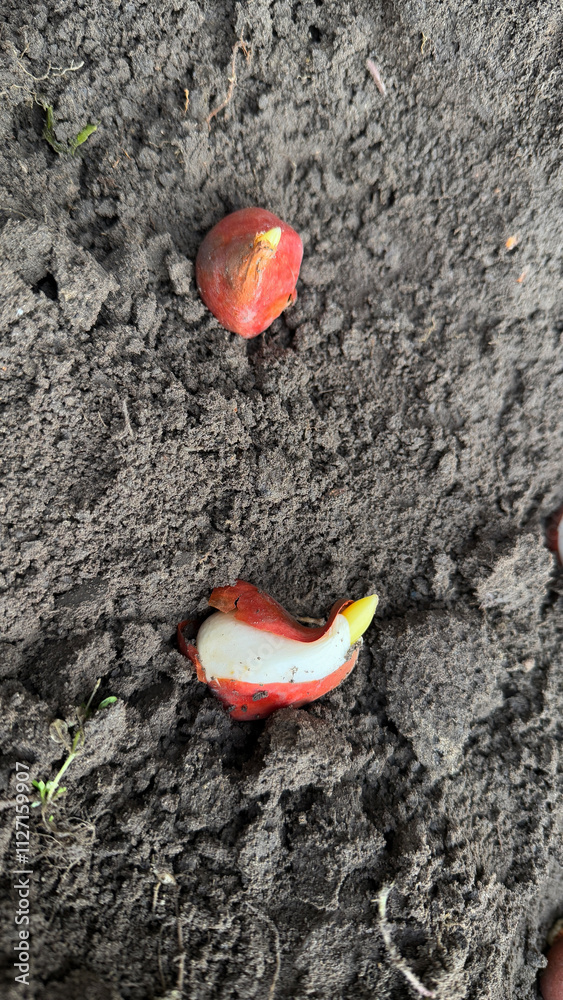 Close-up of sprouting tulip bulbs planted in dark soil, symbolizing growth, spring gardening, and Earth Day celebration Close-up of sprouting tulip bulbs planted in dark soil, symbolizing growth, spring gardening, and Earth Day celebration