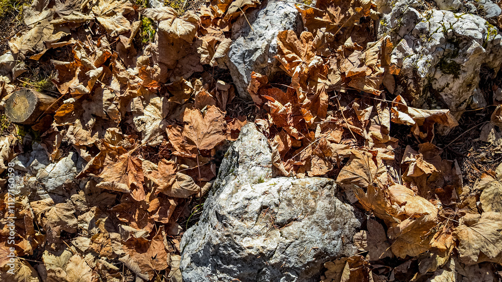 Fallen autumn leaves and rocks create a natural texture, symbolizing the seasonal change and thanksgiving ambiance Fallen autumn leaves and rocks create a natural texture, symbolizing the seasonal change and thanksgiving ambiance