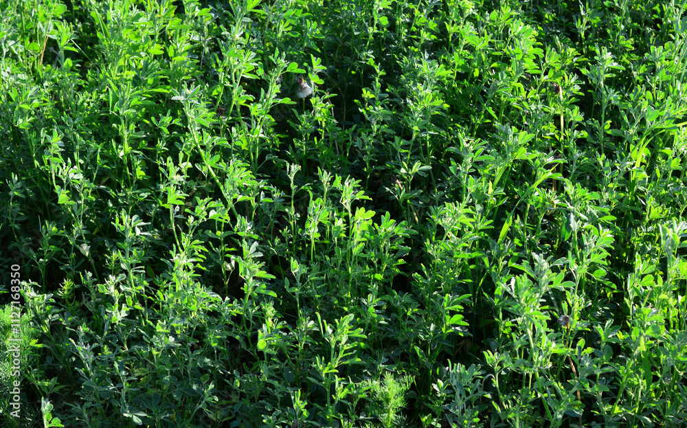 a background with green plants isolated top view a background with green plants isolated top view