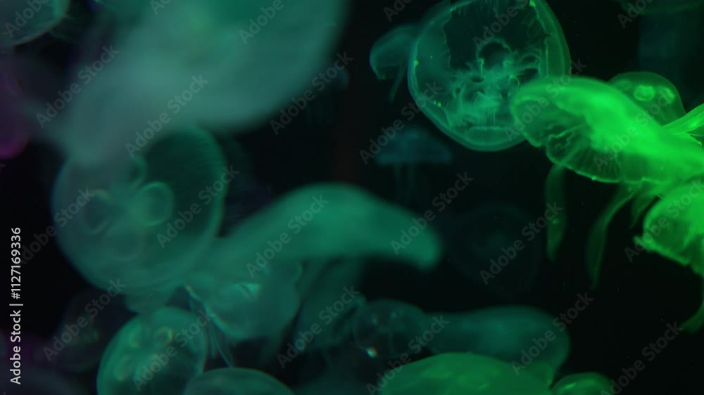 Jellyfish are swimming around in the water. Jellyfish are swimming around in the water.