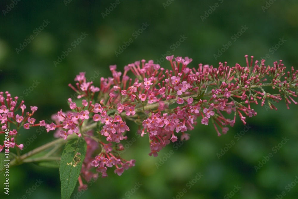 Buddleia davidii ‘Pink Delight’ - Butterfly Bush
Buddleia davidii ‘Pink Delight’ - Butterfly Bush