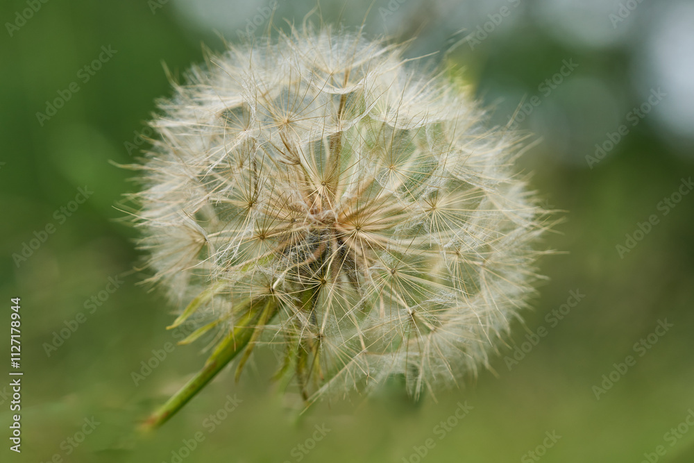 Großer Bocksbart-Fruchtstand, Tragopogon dubius Großer Bocksbart-Fruchtstand, Tragopogon dubius