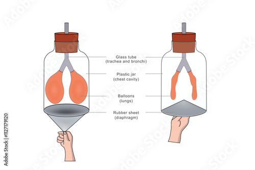 A breathing model demonstrates the human respiratory system, showing lung expansion and contraction using balloons and a diaphragm-like structure to simulate airflow