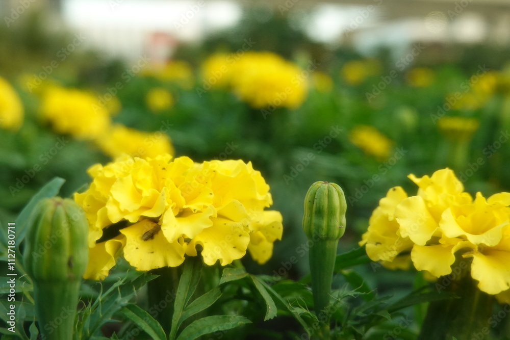 Marigold flowers in the garden. Marigold is a genus of flowering plants Marigold flowers in the garden. Marigold is a genus of flowering plants