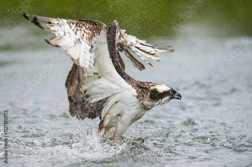  Osprey (Pandion haliaetus) captured mid-action, wings flared and talons clutching its prey, exuding raw power and grace as it rises dramatically from the water with its catch.
