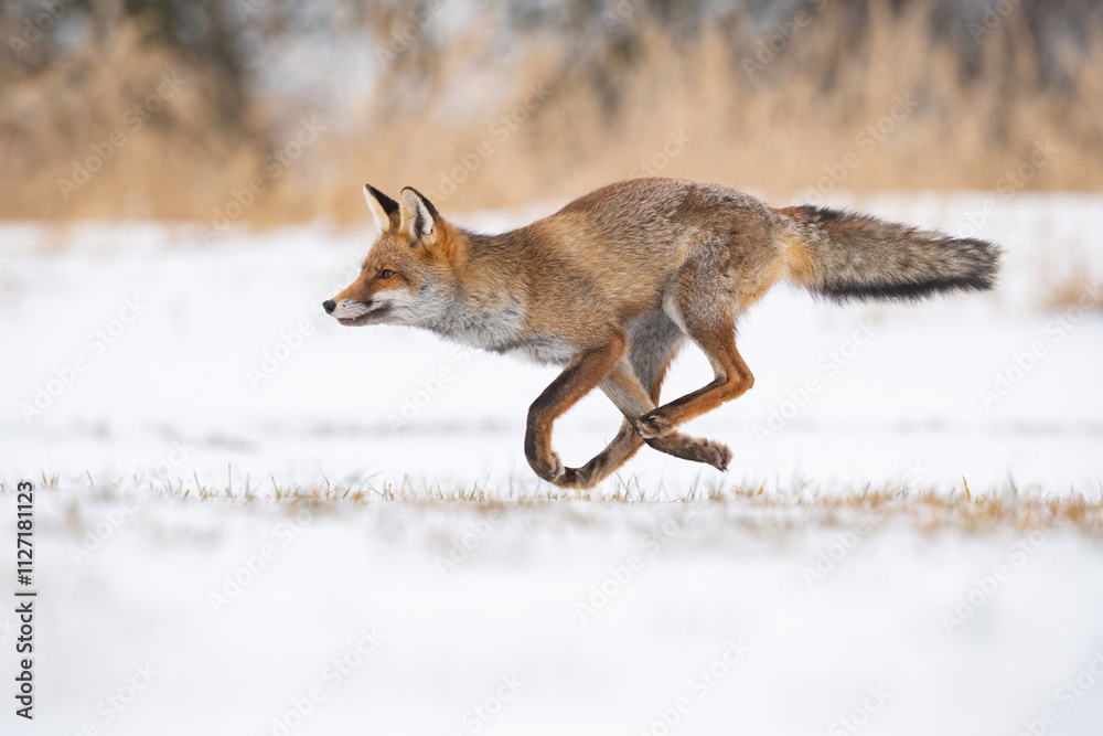 Red fox (Vulpes vulpes) in full sprint across a snowy meadow during wintertime, with its sleek body and bushy tail in perfect motion, showcasing the agility and determination of the species. Red fox (Vulpes vulpes) in full sprint across a snowy meadow during wintertime, with its sleek body and bushy tail in perfect motion, showcasing the agility and determination of the species.