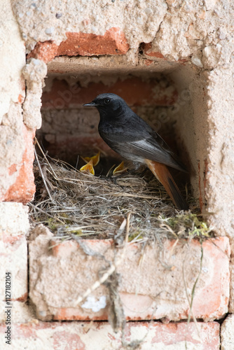 Black Redstart (Phoenicurus ochruros) at its nest built in a rustic brick cavity, tending to its chicks whose yellow mouths eagerly await food, captured in a moment of nurturing and resilience.