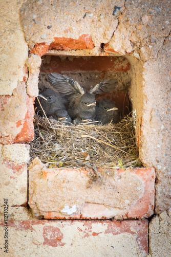 Black Redstart (Phoenicurus ochruros) nestlings gathered in a rustic brick cavity, one stretching its wing, portraying a lively scene of young birds preparing for flight in their natural habitat.
