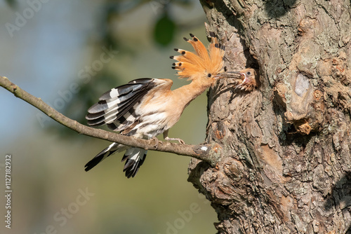 Eurasian Hoopoe (Upupa epops) feeding its chick at a tree cavity, highlighting its vibrant orange crest and striking black-and-white wing patterns, set against a natural background with soft lighting.