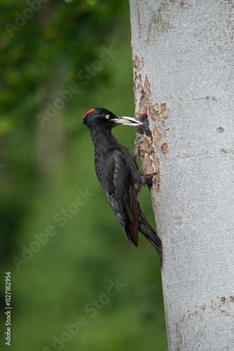 Black Woodpecker (Dryocopus martius) feeding its chick at a tree cavity, emphasizing its striking red crown against a lush green forest background, showcasing parental care in nature.