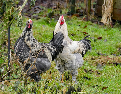 Two young roosters next to eachother. Portrait of chickens outdoors in a rural landscape. Close-up.