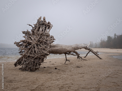 tree on the beach. foggy weather. autumn beach