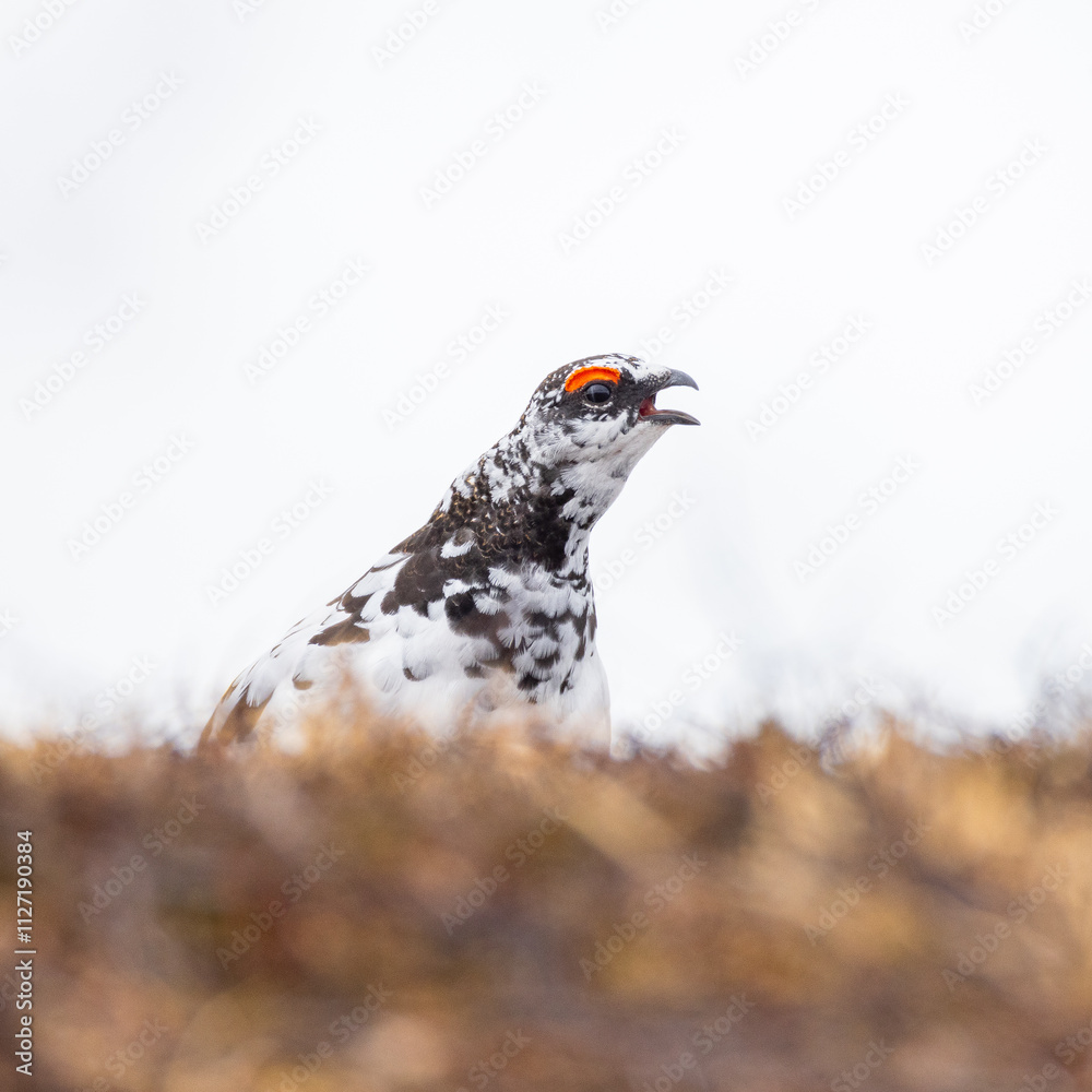 Calling ptarmigan in the Norwegian mountains Calling ptarmigan in the Norwegian mountains