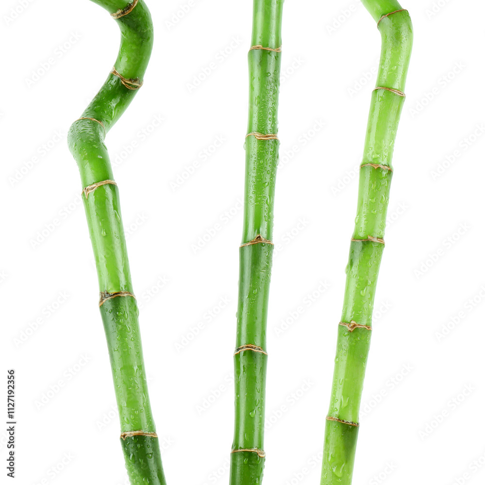 Fototapeta premium Stems of decorative bamboo plant isolated on white