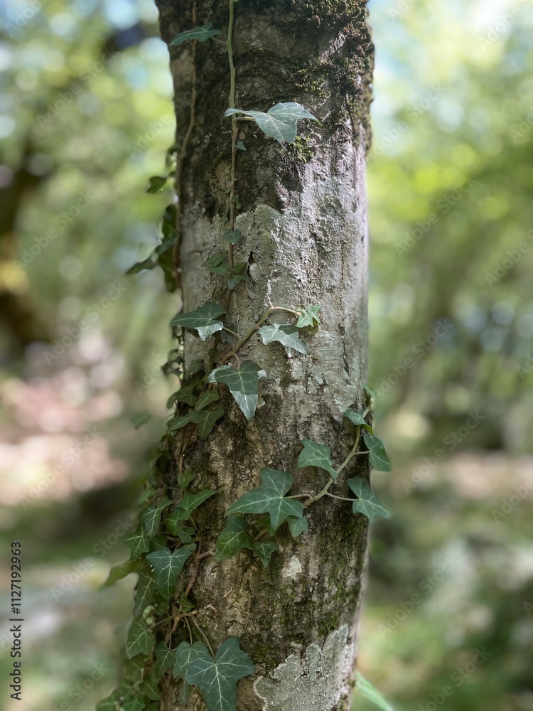 Potrait picture of beautiful tree with leafs Potrait picture of beautiful tree with leafs