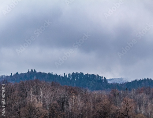 Landscapes - Forest - Europe, Romania, Suceava region 