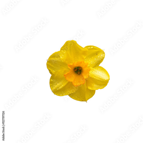 Photo de fleur marguerite jaune détourée en gros plan. Photo calque png. photo