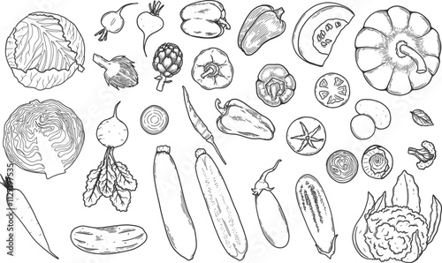 Vegetables sketch drawing collection. carrot,  pepers, tomato, cucumber, cabbage, potato, etc. Hand drawn vector doodle illustrations in black isolated over white background.