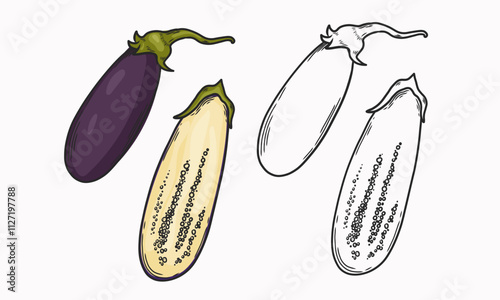 Vector illustration of eggplant.  Whole and cut eggplant. Line drawing and coloring. Vegetable. Flat illustration