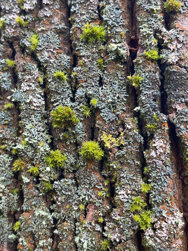 Obraz premium close up view of tree bark