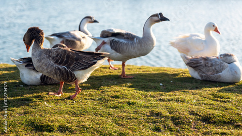 Beautiful ducks at Al Khobar Corniche side, Saudi Arabia. photo