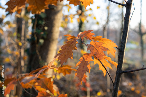 Foliage.
Yellow leaves in autumn season.